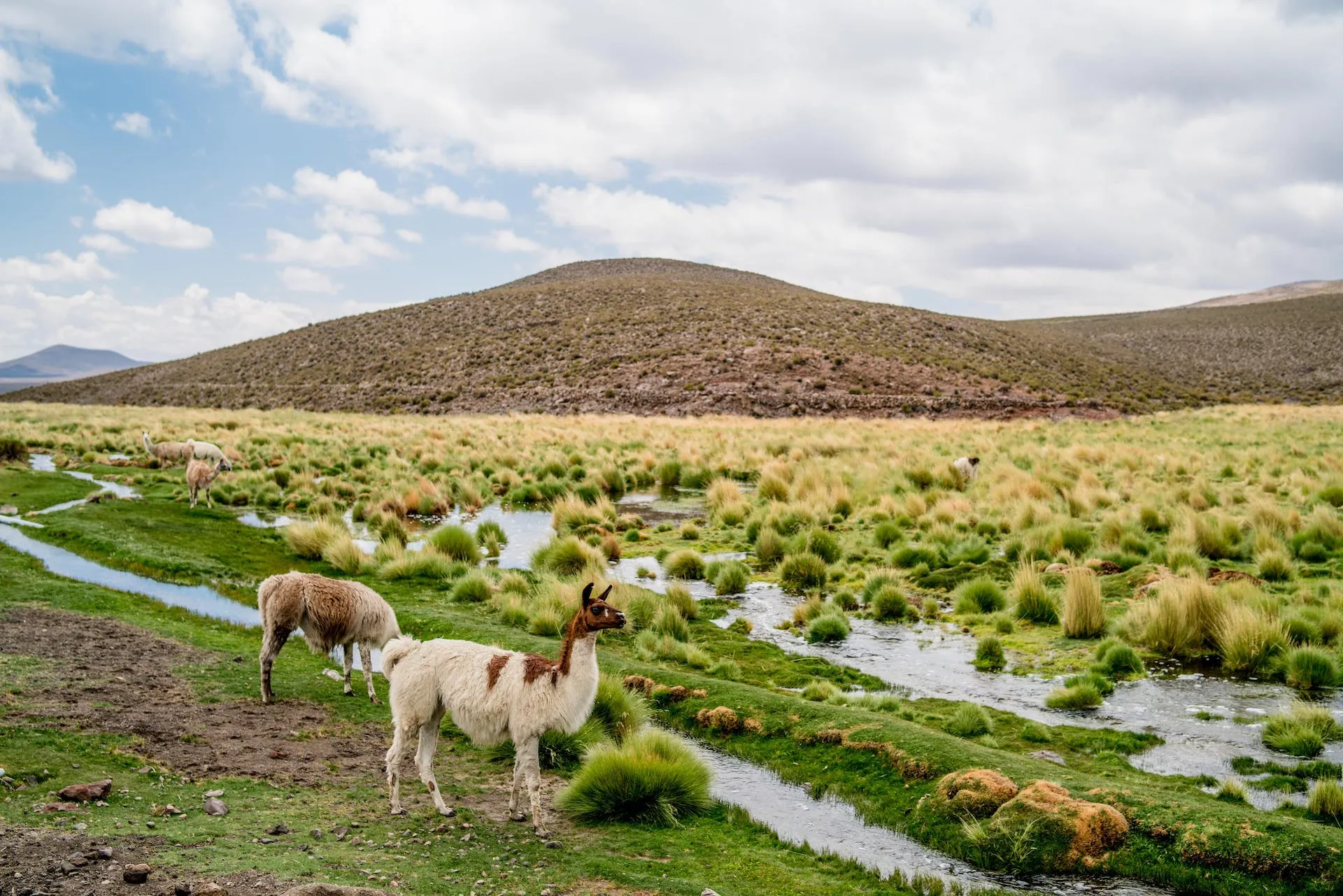 Ablösung von MS Access mittels webbasierter Lösungen