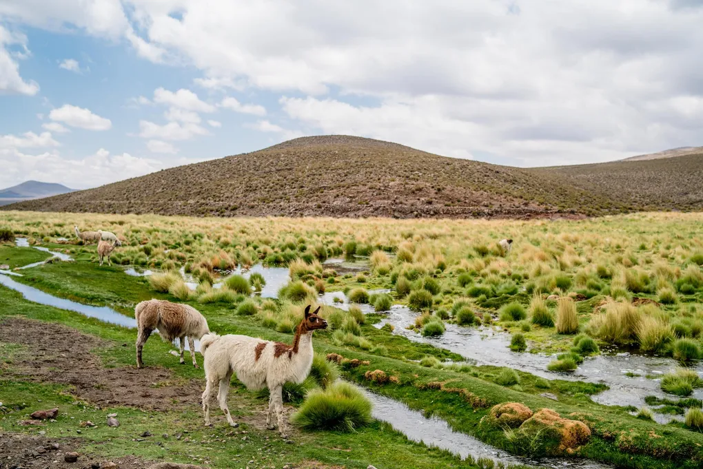 Ablösung von MS Access mittels webbasierter Lösungen