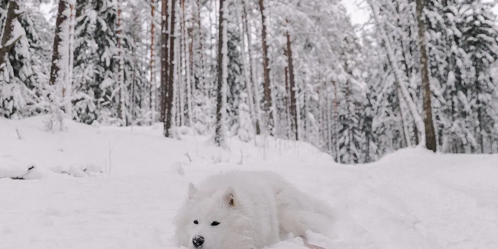 Kompetente Expertise für unterhaltsames Streaming